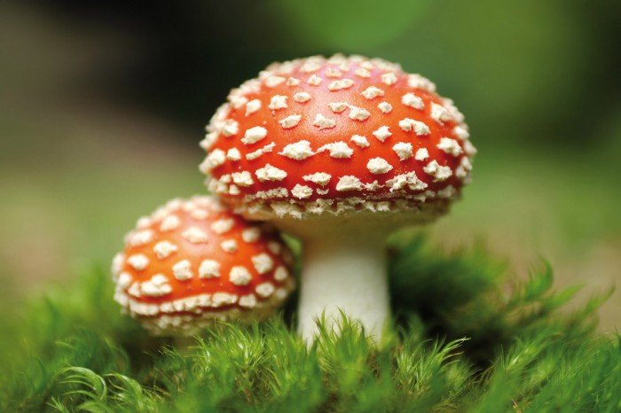 fliegenpilz kaufen